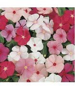 50 Seeds Vinca Periwinkle Mix Plant Garden - $8.35