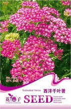 New Fresh Red Achillea Millefolium Common Yarrow Flower Seeds Pack 50 Seeds / Pa - £2.95 GBP