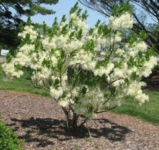 3 pcs white flower fringe tree seeds  mnsb6 thumb200