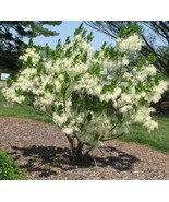 3 Pcs White Flower Fringe Tree Seeds #MNSB - £12.64 GBP