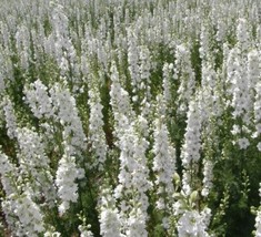 US Seller 200 Seeds Delphinium White King Larkspur Floral Designers Cut Flowers - £8.00 GBP