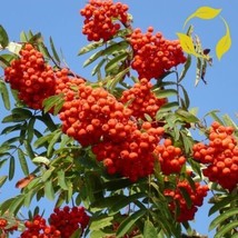 SEPTH 10 SEEDS Rowan European Mountain Ash Sorbus aucuparia Tree Seeds (... - $5.20