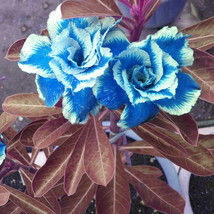 BELLFARM Desert Rose Adenium Seeds Sky Blue Double Petals with White Edge Flower - £3.32 GBP