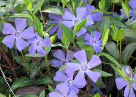 500 vinca minor plants - £55.36 GBP