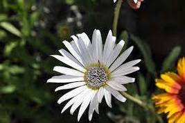 40 Artotis White African Daisy Seeds Flower Long Lasting Annual - £14.04 GBP