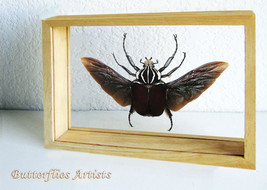 Goliathus Goliatus Real Giant Flying Beetle Entomology Double Glass Display - £155.57 GBP