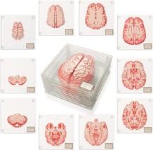 Anatomical Brain Specimen Coasters (Set Of 10) - Neuroscience Gifts, Best - £32.20 GBP