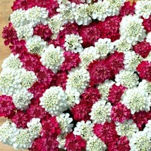 50 Iberis Candytuft Red And White Flower Seeds Mix Deer ResistantFrom US  - $8.35