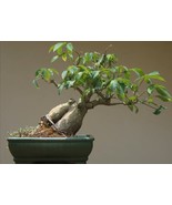 Kapok tree, 15 Seeds, CEIBA PENTANDRA, Silk Cotton Tree interesting bons... - $62.50 MXN