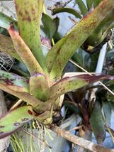 Exotic LANDSCAPE 2 Pups  Bromeliad purple green colorful -unbranded- - $25.71