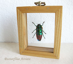 Metaxymorpha Apicalis RARE Beetle Entomology Collectible Double Glass Display  - £63.92 GBP