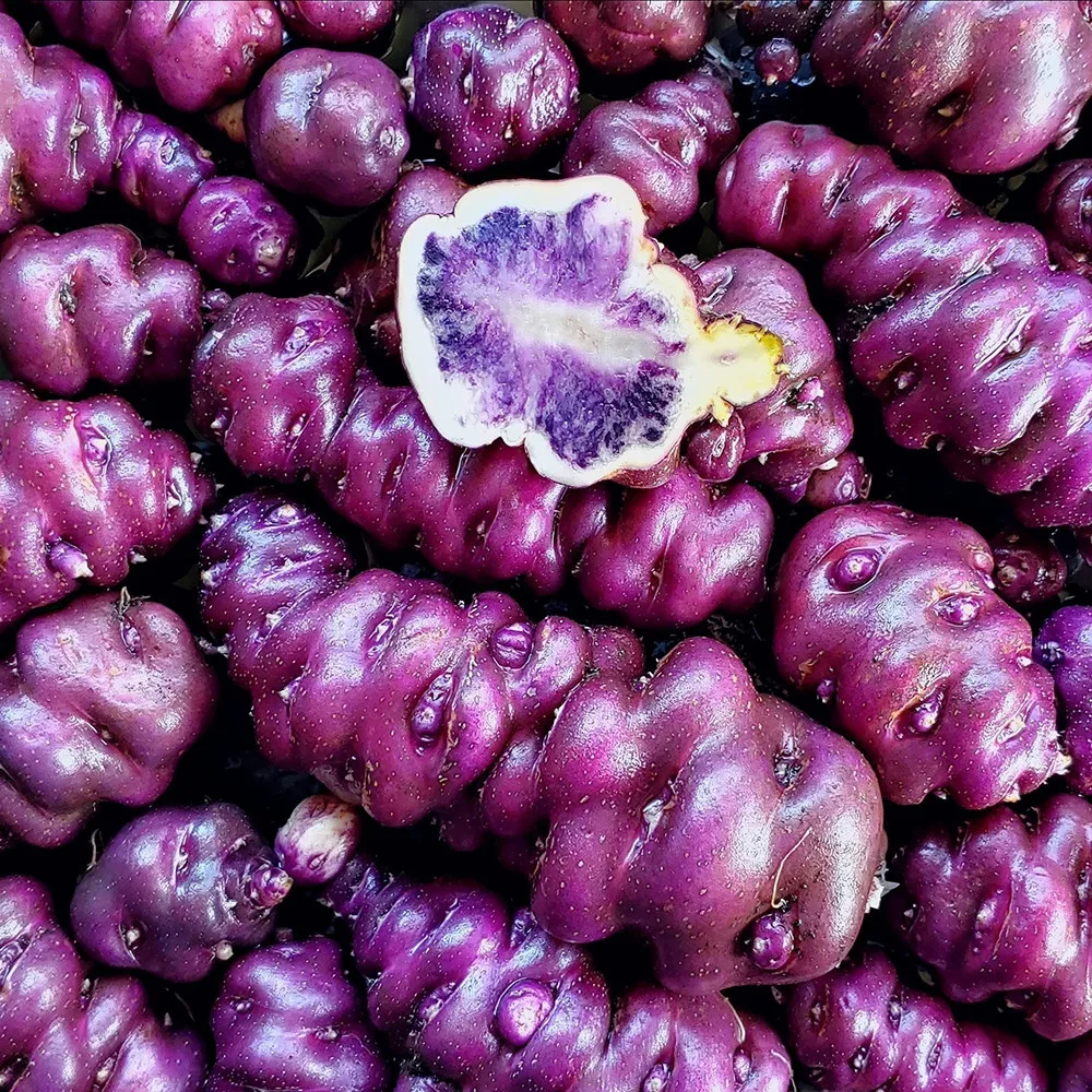 4 Peruvian Andean Potato Seeds - Cuchipa Ismayni - $15.00