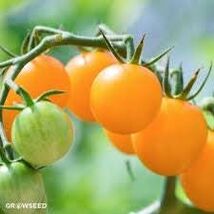 Organic Heirloom Yellow Perfection Tomato Seeds - $4.95