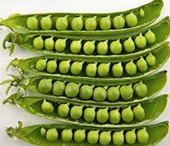 Pea, Sugar Daddy, Heirloom, Organic, Non GMO, 500 Seeds, Delicious Peas - £7.85 GBP