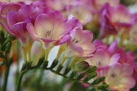 200 Seeds Freesia Flower Item image 3