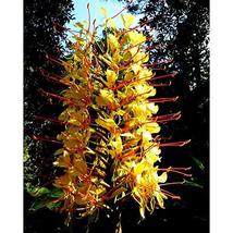 1 Pk Hawaiian Tropical Exotic Yellow Ginger Plants Root Hedychium Gardne... - $23.88