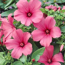 Fresh Rose Mallow Seed Lavatera Trimestris Tanagra Flower Seeds 2000 Seeds Fast  - $18.88