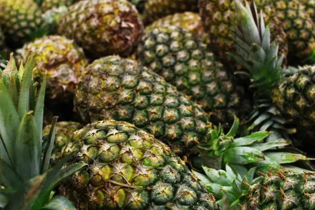 15 Montufar Pineapple Seeds For Garden Planting USA Seller - £8.27 GBP