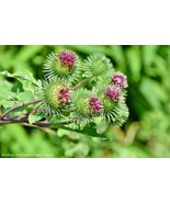 SEED- Burdock, gobo, niúbàng, u-eong,  Arctium, bardane Asian  Vege Taki... - $3.24+