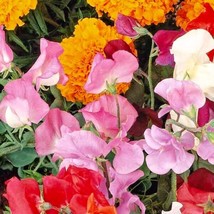 Fresh Garden Knee High Sweet Pea Seeds  | NON-GMO | Heirloom | Seeds - £8.08 GBP