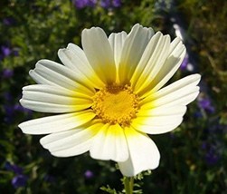 2000 Garland Daisy Wildflower Flower Seeds - $7.99