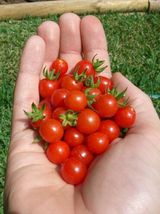 50 Seeds Wild Cherry Tomato Vegetable Garden - $9.88