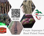 50 Purple Pacific Live Asparagus Bare Roots - 2yr Crowns - Hand Picked N... - $75.95