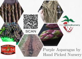 50 Purple Pacific Live Asparagus Bare Roots - 2yr Crowns - Hand Picked Nursery - £61.66 GBP