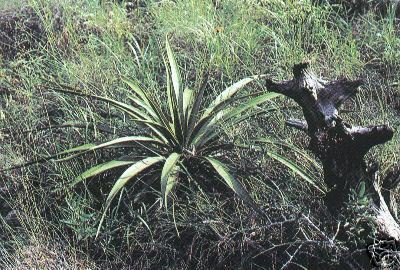 Yucca Rupicola Twisted Leaf Yucca Hardy Exotic 5 seeds Fresh Garden Fast... - $17.96
