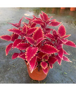 Jin Fenghuang Series Coleus Seeds Stunning Magenta Leaves With Orange Se... - $20.29 CAD