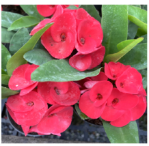 Crown Of Thorns-Euphorbia Milii SRI PRATUM Starter Plant - £22.17 GBP