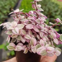 Pink Jewel Callisia Repens Pink Panther Tradescantia Starter Plant Pink Tradesca - $58.18