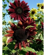 KBS 50 Chocolate Cherry Sun Flower Fresh Harvest Home Garden  - $243.97 MXN