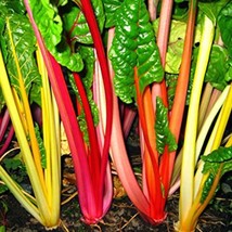 500 Swiss Chard Northern Lights Mix Fresh Seeds USA Seller - $16.42