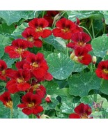 50 Troika Red Nasturtium Seeds - €8,67 EUR