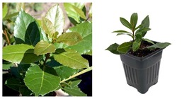 Live Plant Sweet Bay Laurel Herb - Laurus nobilis- 4&quot; Pot - £40.08 GBP