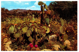 Prickly Pear Cactus In A Desert Garden Cactus Postcard - £5.47 GBP