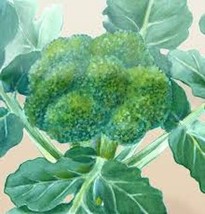 600++ Green Sprouting Calabrese Broccoli Seeds ,Organic Non - Gmo, 2023 Season - £2.71 GBP