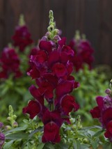 SNAPDRAGON SEEDS SNAPDRAGON CANDY TOPS RED 50 PELLETED SEEDS - £17.90 GBP