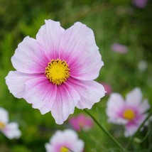 Fresh Seeds Cosmos Bipinnatus Sensation Day Dream Flower Plant Seed 1000 Seeds - £10.37 GBP