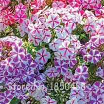 AQL 100 Seeds Phlox Twinkle Stars Phlox Drummondii Japan Flower Seeds Perennial  - £7.26 GBP