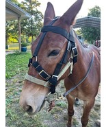 Mule Bridle Handmade. Solid Construction. USA Made - $103.16 CAD