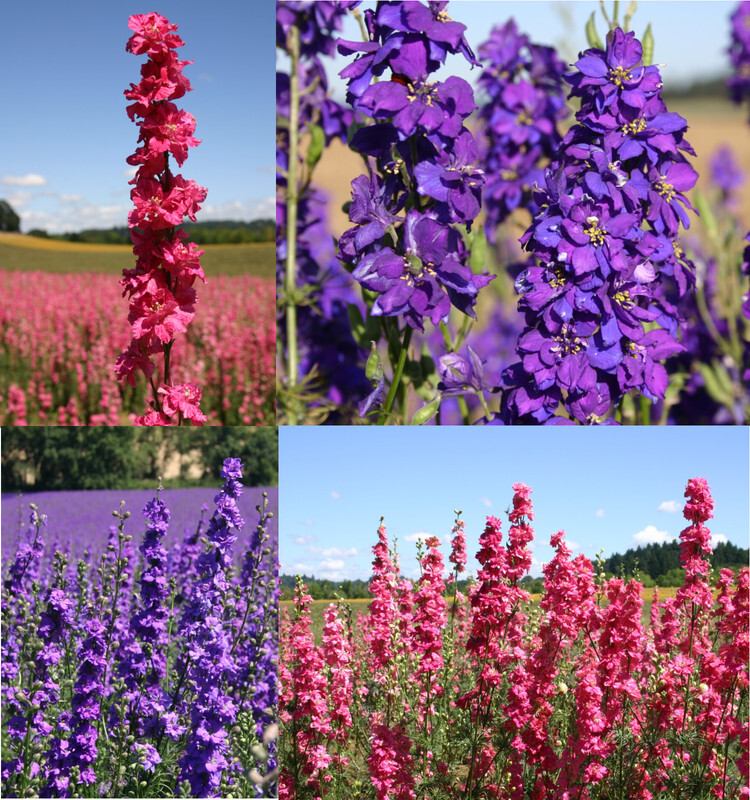 Rocket Larkspur Delphinium Romance Mix Pink Blue Pollinators Non-Gmo 500 Seeds - $7.96