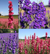 Rocket Larkspur Delphinium Romance Mix Pink Blue Pollinators Non-Gmo 500 Seeds - $7.96