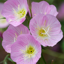 SALE  Showy Evening Primrose Seeds 500 - 10,000 Seeds Non-Gmo - $3.69