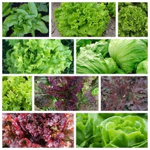 Leaf Lettuce Seeds Collection, NON-GMO, 10 Varieties to Choose From, FREE SHIP - £1.33 GBP+