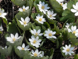 10 Pcs White Bloodroot Flower Seeds #MNSB - £12.05 GBP