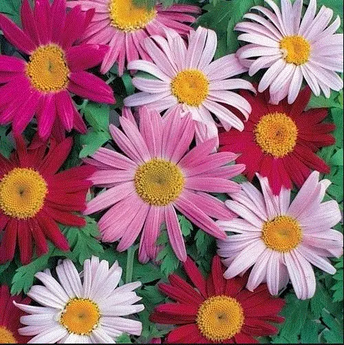 Flower Painted Daisy Pyrethrum Mix Fresh Seeds Non Gmo Organic Heirloom Op Garde - £6.27 GBP