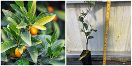 Meiwa Kumquat Tree - 12-24&quot; Tall - Live Plant - Grafted - Citrus - Potted - H0 - £132.68 GBP