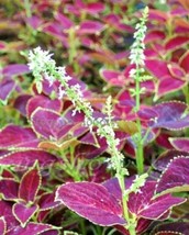 20 seeds Heirloom Coleus Blumei Painted Ornamental Herbs - $10.75